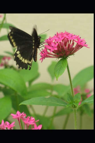 The Amazing Stages of a Butterfly Stage I - The Eggs