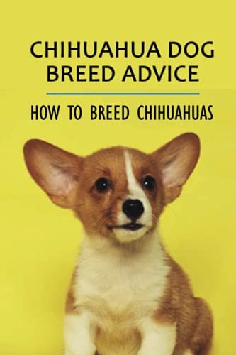 Chihuahua Dog Breed Advice How To Breed Chihuahuas: What Day Do I Breed My Chihuahua Dog?