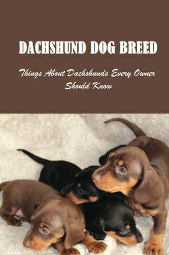 Dachshund Dog Breed Things About Dachshunds Every Owner Should Know: Can You Breed A Mini Dachshund With A Standard