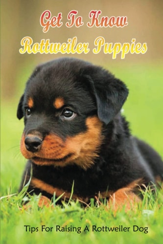 Get To Know Rottweiler Puppies Tips For Raising A Rottweiler Dog: Non-Aggressive Rottweiler