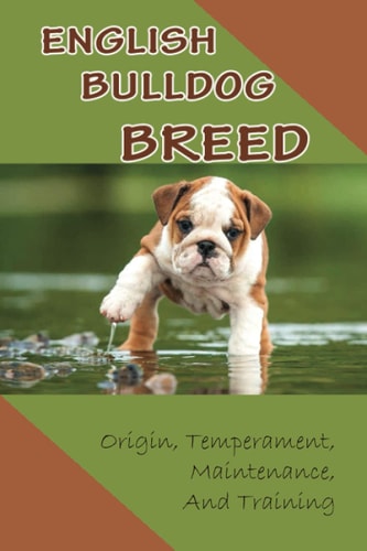 English Bulldog Breed Origin, Temperament, Maintenance, And Training: Considerations When Buying A Bulldog Puppy