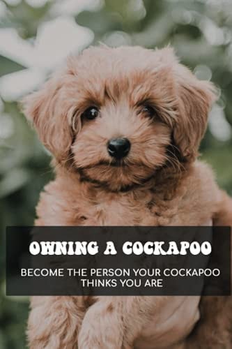 Owning A Cockapoo - Become The Person Your Cockapoo Thinks You Are Sort Of Toys