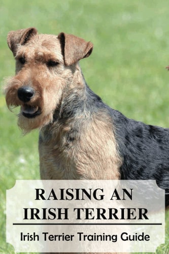 Raising An Irish Terrier Irish Terrier Training Guide: Best Ways To Exercise Your Irish Terrier?