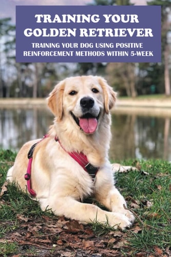 Training Your Golden Retriever Training Your Dog Using Positive Reinforcement Methods Within 5-Week: Benefits Of Positive Reinforcement