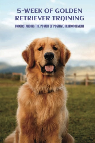 5-Week Of Golden Retriever Training Understanding The Power Of Positive Reinforcement: Growth