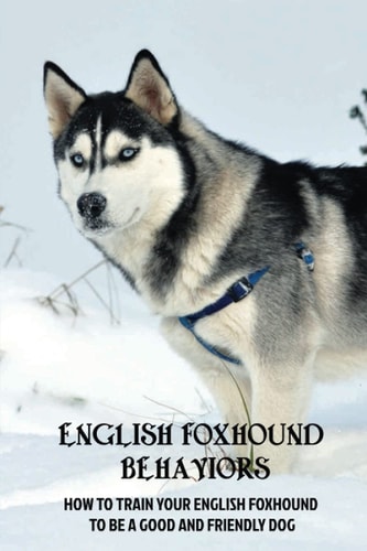 English Foxhound Behaviors How To Train Your English Foxhound To Be A Good And Friendly Dog: How To Stop Your English Foxhound From Scratching Things