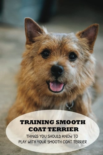 Training Smooth Coat Terrier Things You Should Know To Play With Your Smooth Coat Terrier: Steps In Training Your Smooth Coat Terrier