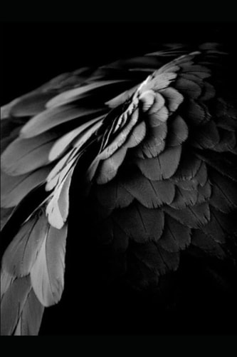 First Feathers