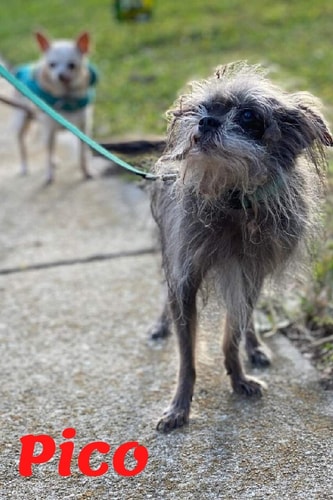 Pico Tiny Dog Massive Penis