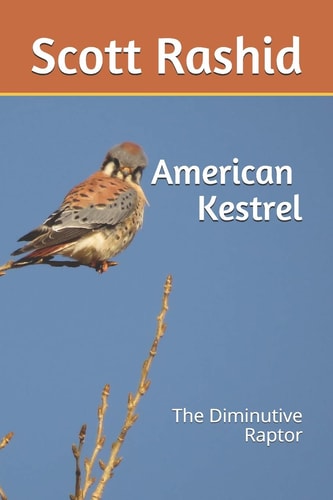 The American Kestrel The Diminutive Raptor