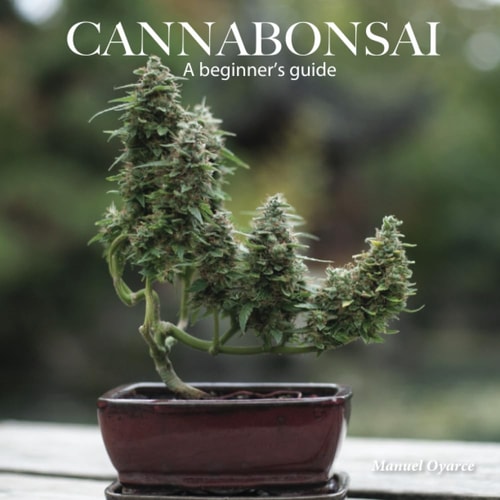 Cannabonsai A Beginners Guide
