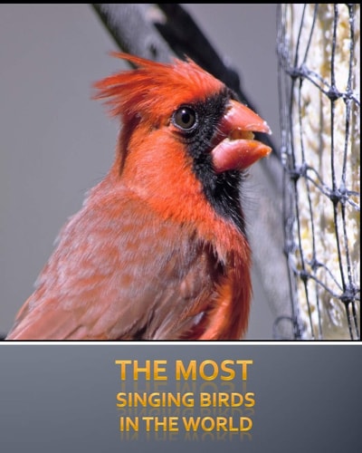 The Most Singing Birds in the World The 20 Most Singing Birds and The Five Most Popular Domestic Birds