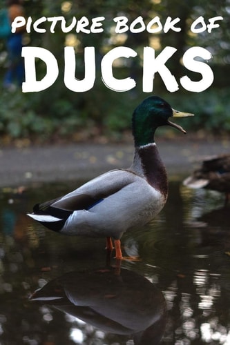 Picture Book of Ducks Photos of Ducks - Picture Book for Kids and More - Picture Book for Seniors with Dementia and Alzheimer -