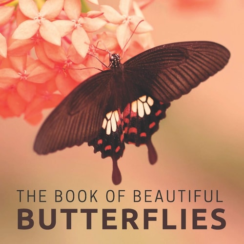 The Book Of Beautiful Butterflies Picture Book For Seniors With Dementia (Alzheimer's)