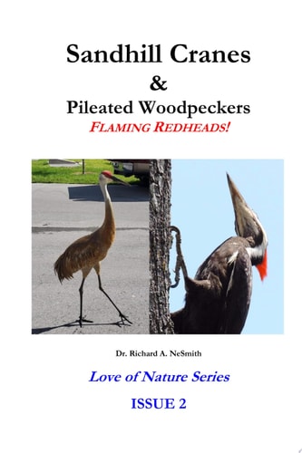 Sandhill Cranes & Pileated Woodpeckers: FLAMING REDHEADS!
