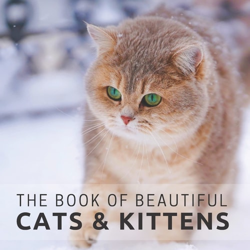 The Book of Beautiful Cats and Kittens Picture Book for Seniors with Dementia (Alzheimer's)