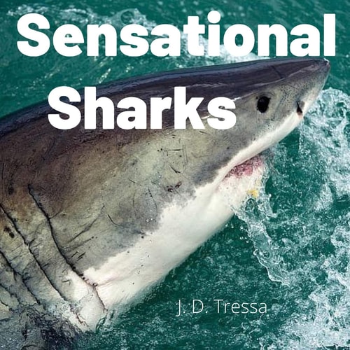 Sensational Sharks Fun Science Facts About Sharks For Kids 3-5