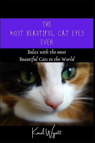 The Most Beautiful Cat Eyes Ever Relax with the Most Beautiful Cats in the World