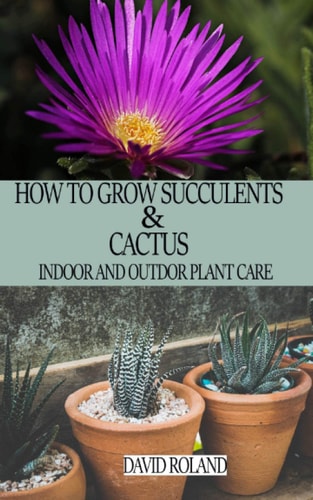 How to Grow Succulents and Cactus Indoor and Outdoor Plant Care