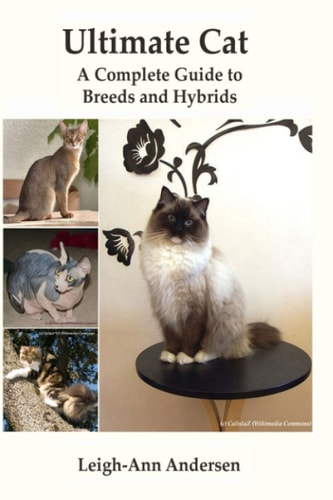 Ultimate Cat A Complete Guide to Breeds and Hybrids