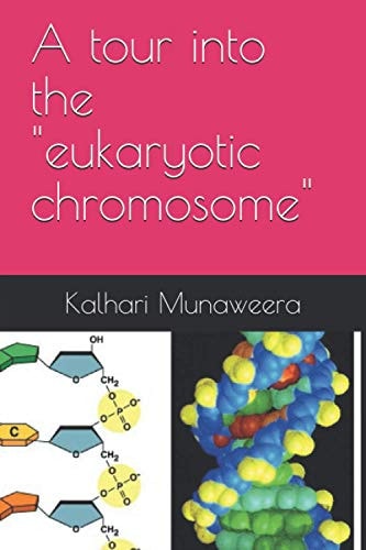 A Tour Into the "eukaryotic Chromosome"