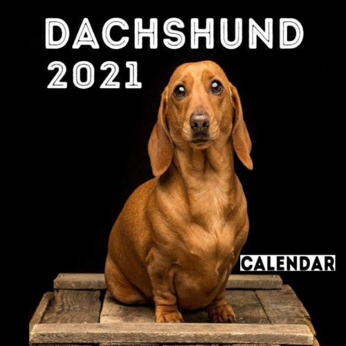 Dachshund 2021 Calendar Cute Dachshund, Cute Dachshund Photos Monthly Calendar 12 Month Wall & Office Calendar, Dog a Day Calendar 2021, Dog Calendar 2021 Wall ...