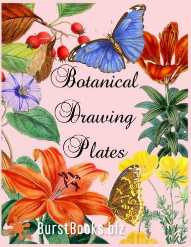 Botanical Drawing Plates Draw Flowers & Plants the Classical Way