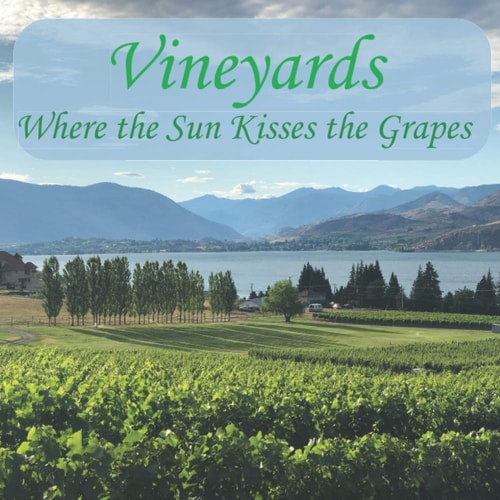 Vineyards Where the Sun Kisses the Grapes