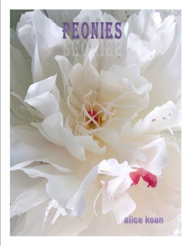 Peonies