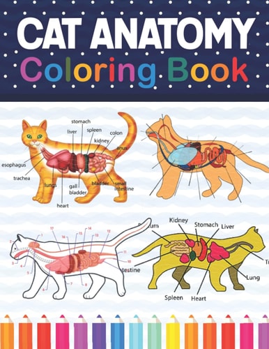 Cat Anatomy Coloring Book Cat Anatomy Coloring Book for Kids & Adults. The New Surprising Magnificent Learning Structure For Veterinary Anatomy Students. Veterinary Anatomy & Physiology Coloring Book. Cat Anatomy Coloring Book for Cat Lovers.