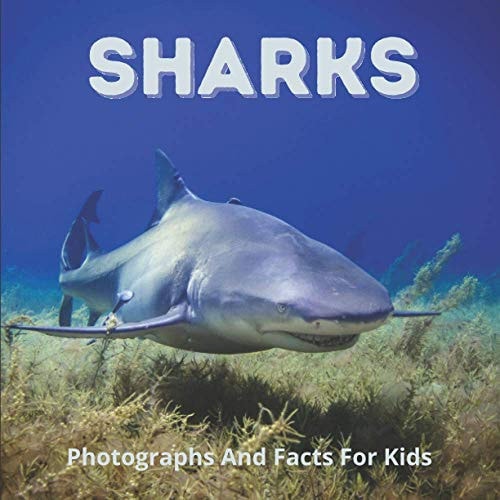 Sharks Photographs And Facts For Kids Interesting Facts About Great White, Hammerhead, Basking, And Other Sharks