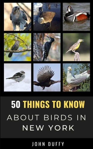 50 Things to Know About Birds in New York Encountering Beautiful Species Around the Empire State