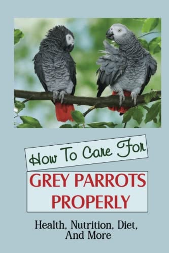 How To Care For Grey Parrots Properly Health, Nutrition, Diet, And More