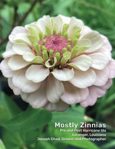 Mostly Zinnias Flower Photos Pre and Post Hurricane Ida