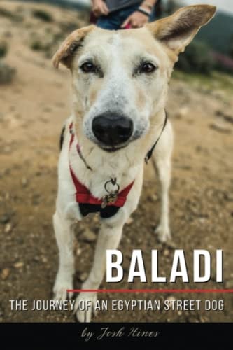 Baladi The Journey of an Egyptian Street Dog