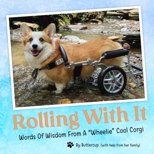 Rolling With It Words Of Wisdom From A Wheelie Cool Corgi