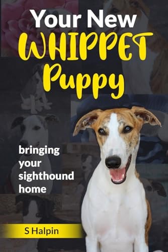Your New WHIPPET Puppy Bringing Your Sighthound Home