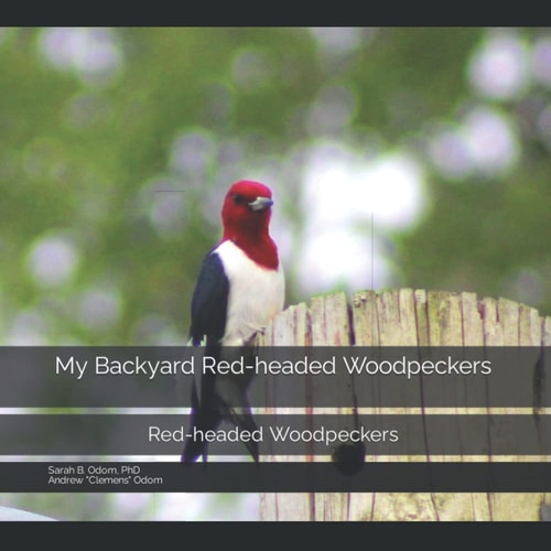 My Backyard Red-headed Woodpeckers: Red-headed Woodpeckers (Backyard Birds)