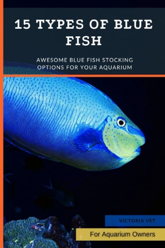 15 Types of Blue Fish Awesome Blue Fish Stocking Options For Your Aquarium
