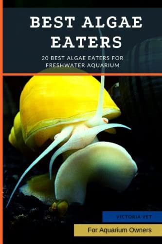 Best Algae Eaters 20 Best Algae Eaters for Freshwater Aquarium