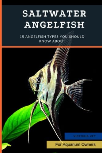Saltwater Angelfish 15 Angelfish Types You Should Know About