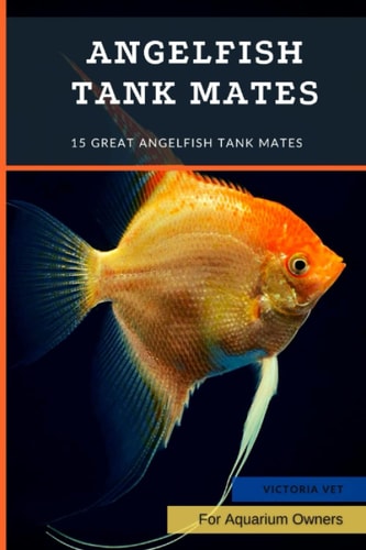 Angelfish Tank Mates 15 Great Angelfish Tank Mates