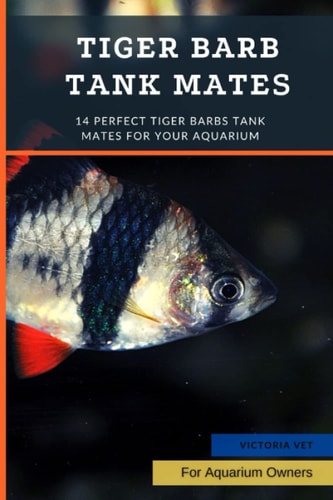 Tiger Barb Tank Mates 14 Perfect Tiger Barbs Tank Mates For Your Aquarium
