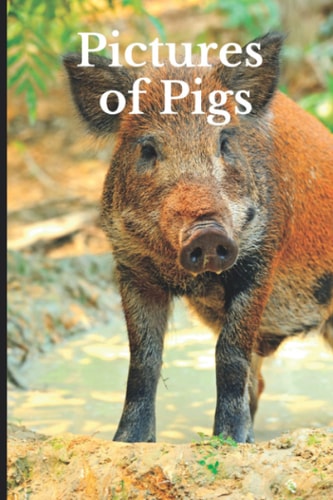 Pictures of Pigs Funny White Elephant, Secret Dirty Santa Gift, (Stupid Gifts Ideas)