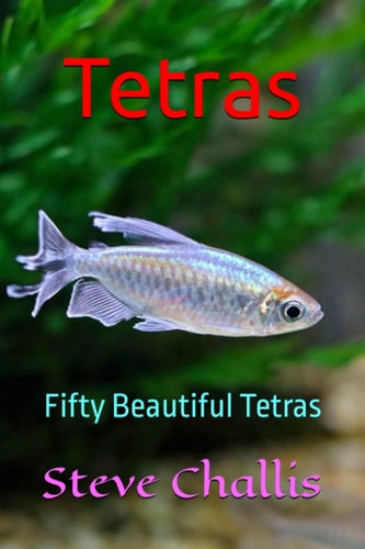 Tetras Fifty Beautiful Tetras