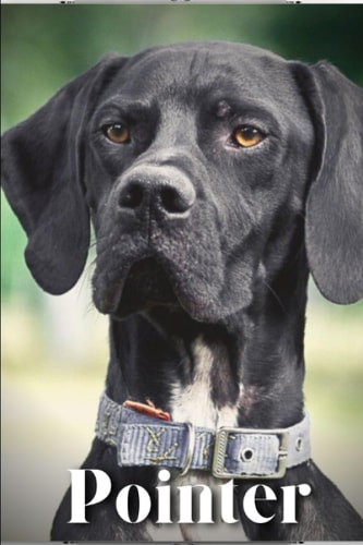 Pointer Dog Breed Overview and Guide