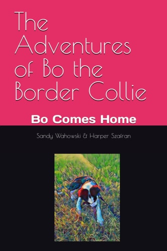 The Adventures of Bo the Border Collie Bo Comes Home