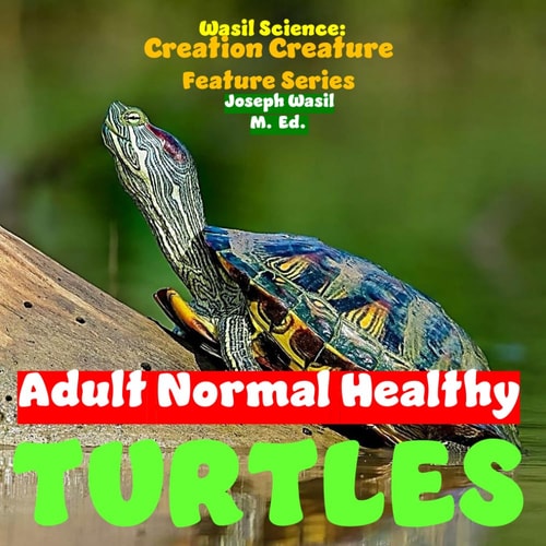 Creation Creature Features Turtles!
