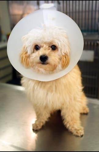 A Celebration of All Pets and Companion Animals A Collection of Poems