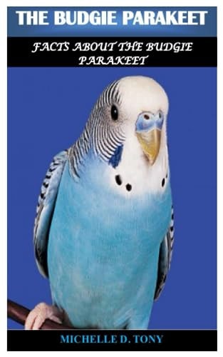 The Budgie Parakeet Facts About The Budgie Parakeet